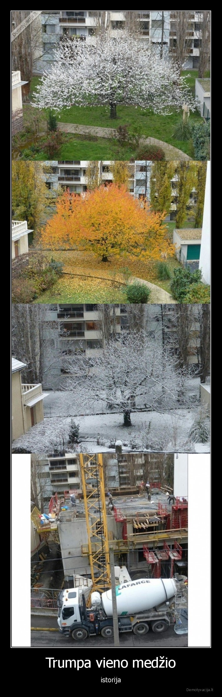 medis,istorija,gyvenimas