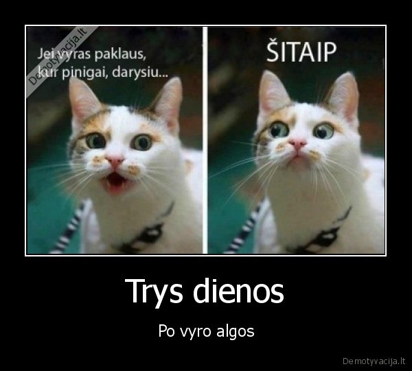 vyro, alga,miela, kate,isleido, alga,juokinga, kate