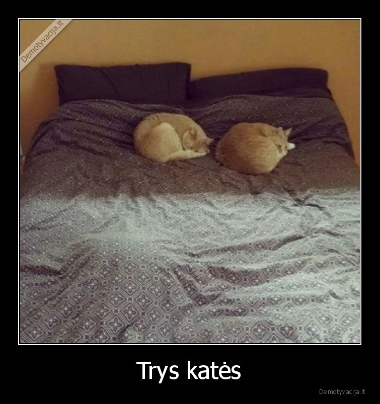 trys,kates