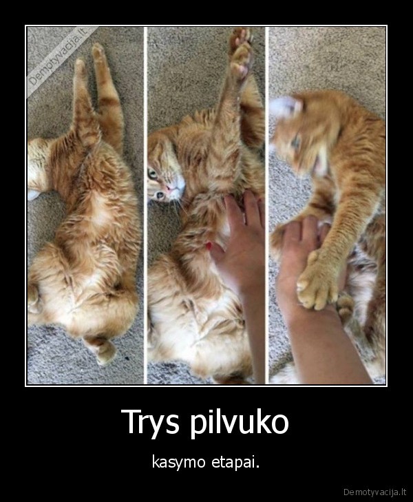 kate,katinas,pilvuko, kasymas