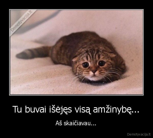 mielas, kaciukas,juokingas, katinas,seimininko, ilgesys