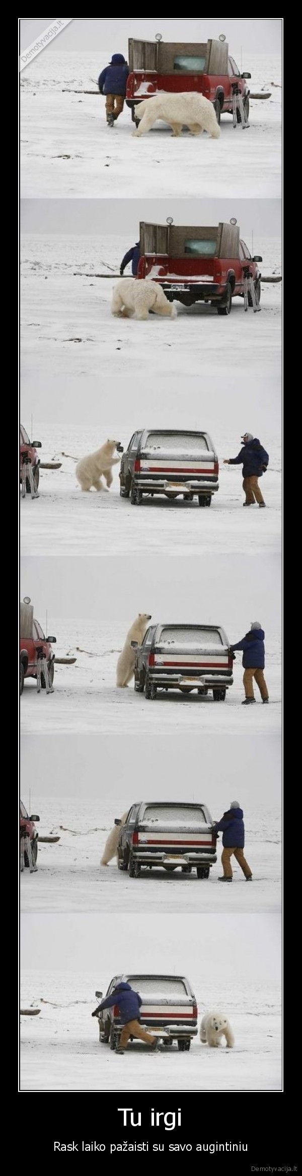 baltasis, lokys,meska,zaidimai