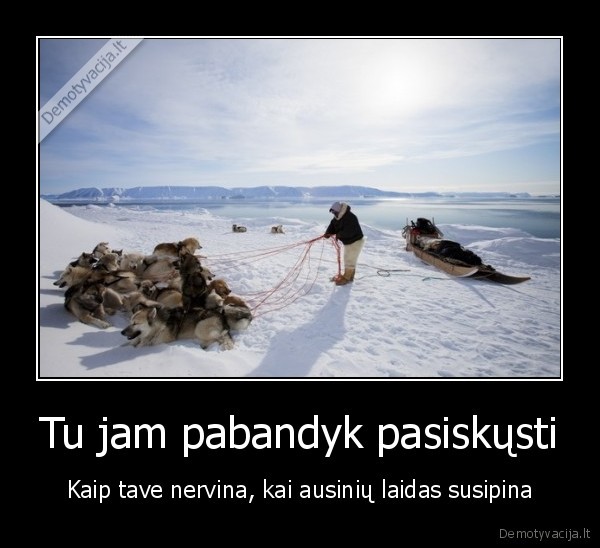 haskiai,sunu, kinkinys,susipyne, virves