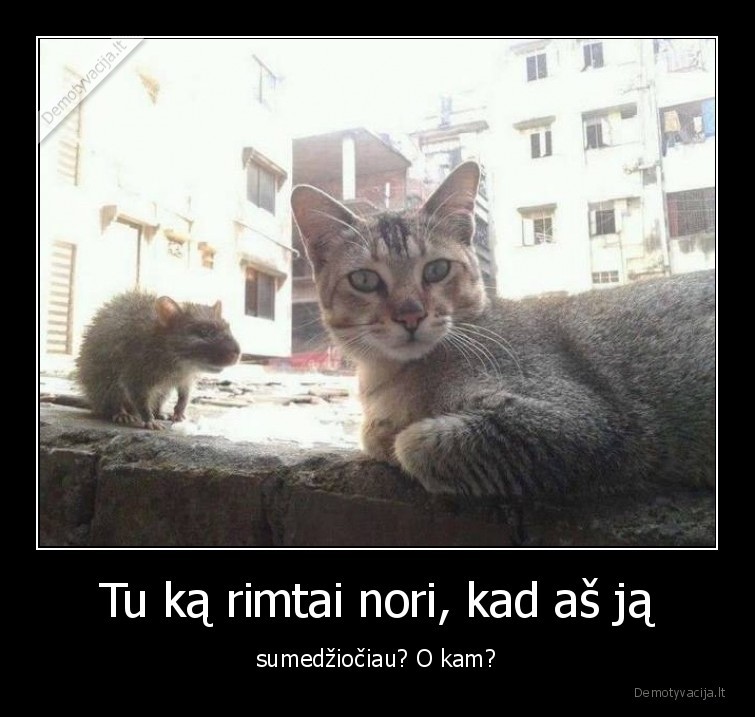 katinai,peles,gaudyti,medzioti