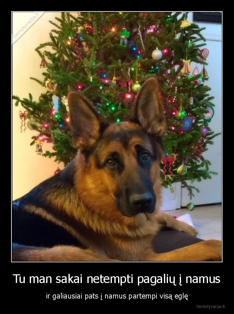 egle,eglute,kaledos,augintiniai,gyvunai,sunys