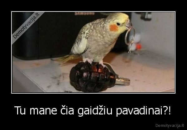 granata,papuga