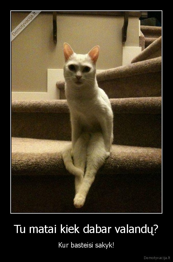 kate,dama,kate, sedi, ant, laiptu