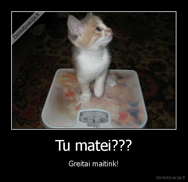 katinas,maistas,svoris,maitinit
