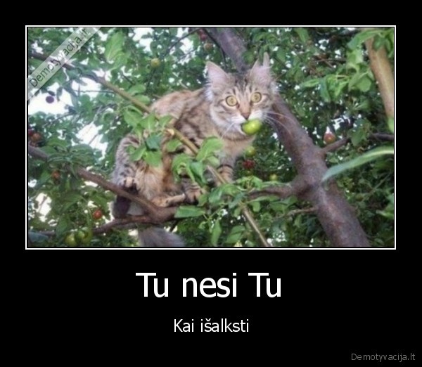 katinas, vegetaras,alkanas, katinas