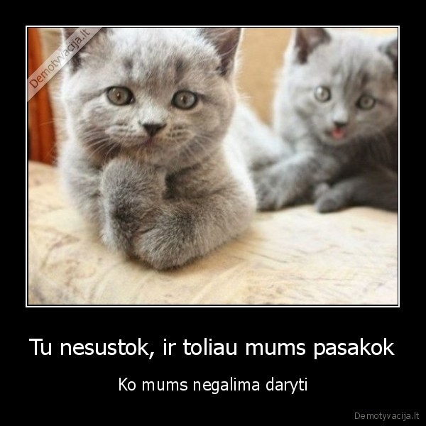 mieli, kaciukai,juokingi, katinai