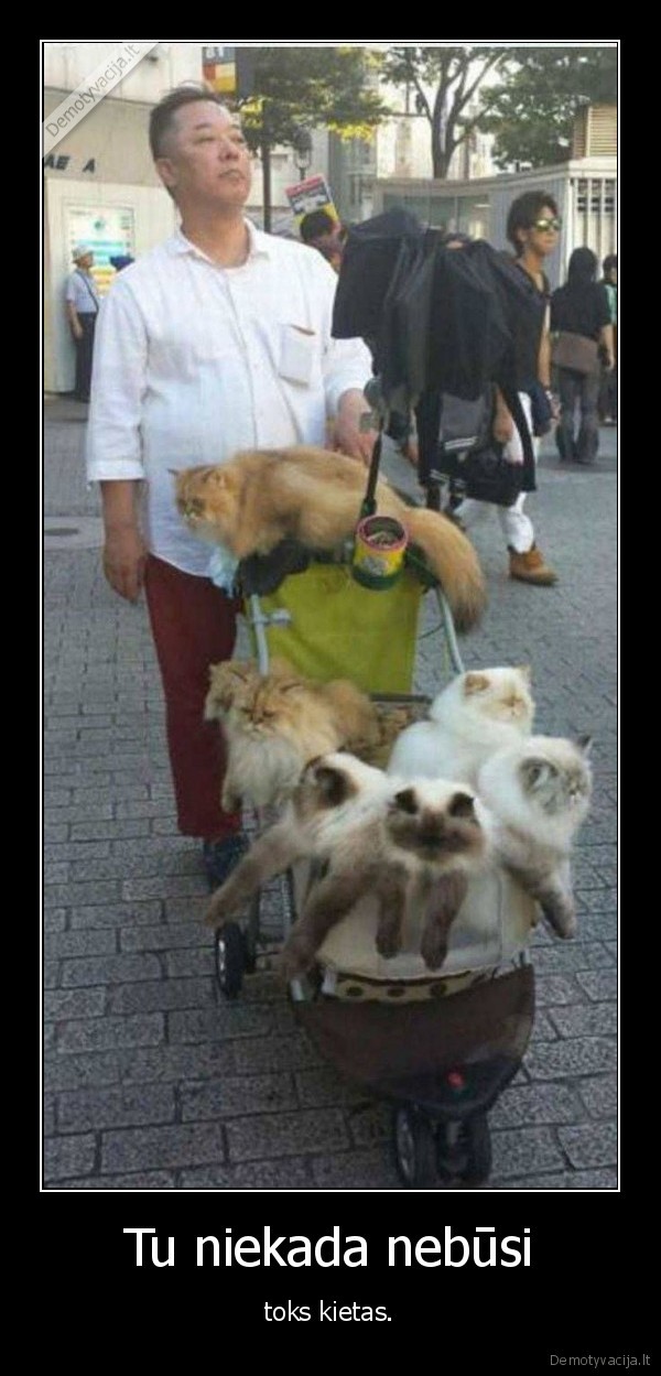 kate,katinas,kietumas