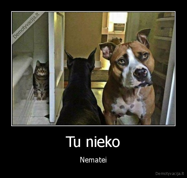 katinas, slepiasi,sunys