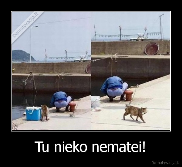 katinas, vagia, zuvi,katinas, vagis