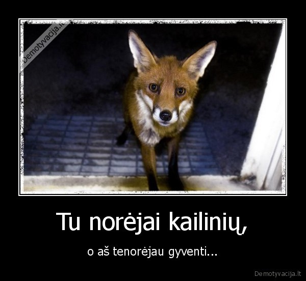 Tu norėjai kailinių,