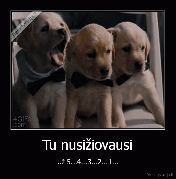 ziovulys,ziovaujantys, suniukai