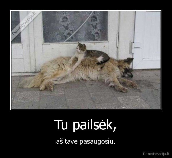 kate,katinas,suo,kale,miegas,apsauga