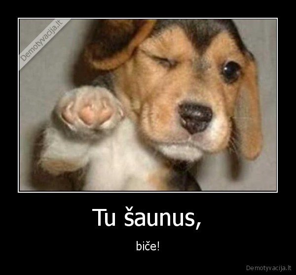 Tu šaunus,