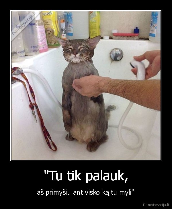 kate,katinas,slapias, katinas,myzimas