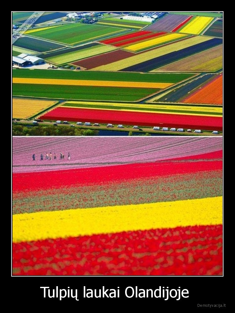 tulpes,laukai,olandija,spalvos