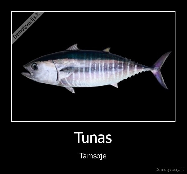 tunas, tamsoje,tunas, tamsoje