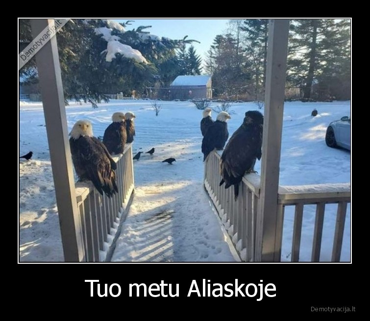 aliaska,grazu,pauksciai