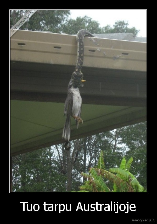 Tuo tarpu Australijoje