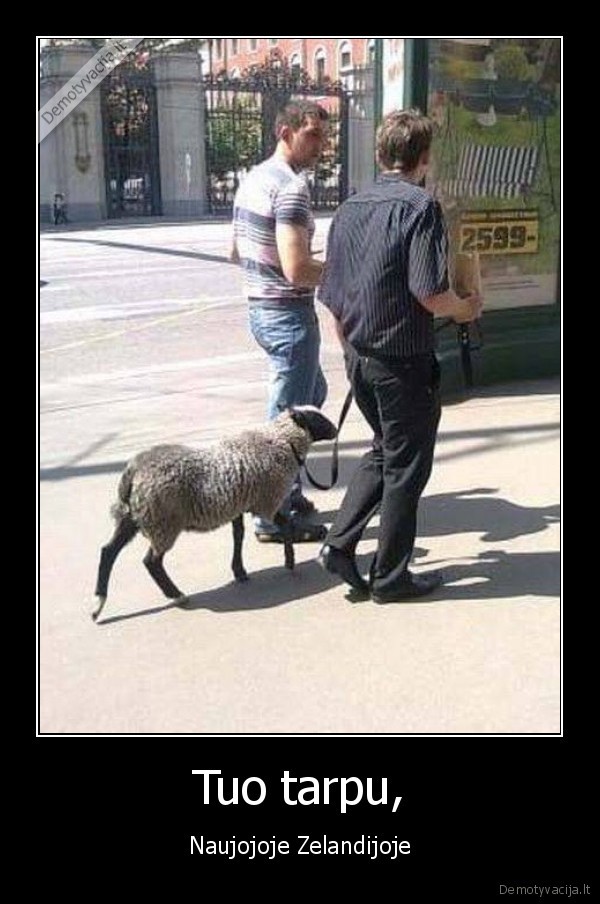 avis,naujoji, zelandija,gyvunas