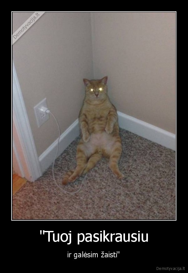 kate,katinas,krovimas,zaidimas