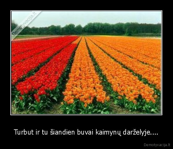 motinos, diena, vagys