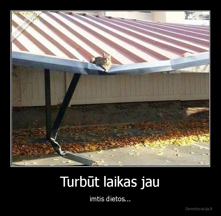 dieta,katinas,storas,sunkus,stogas