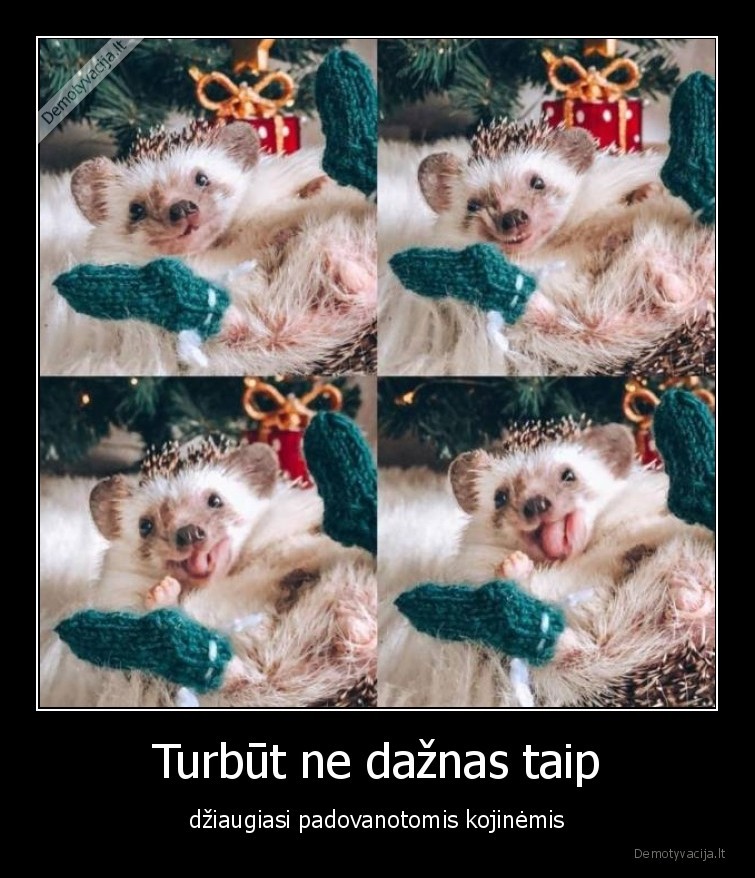 kojines,dovana,kaledos,eziukas