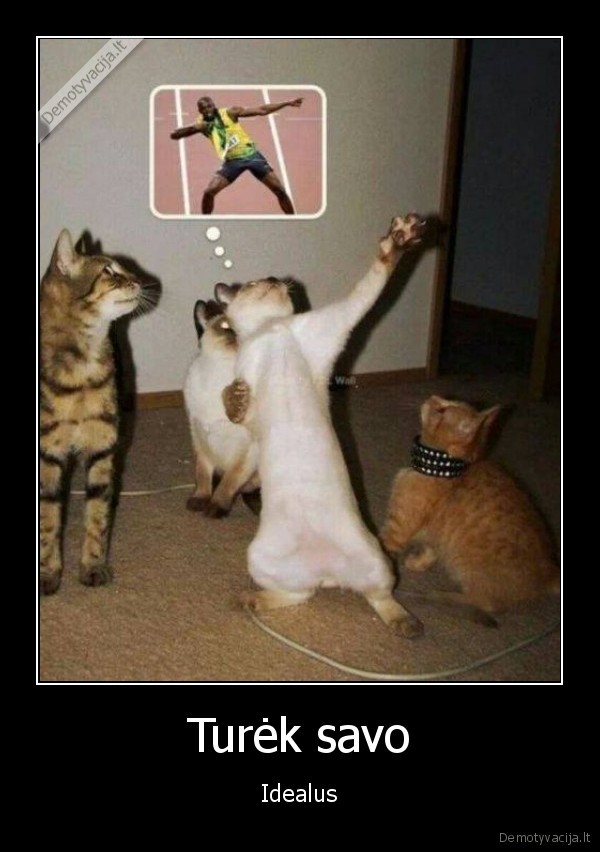 juokingas, katinas,usainas, boltas