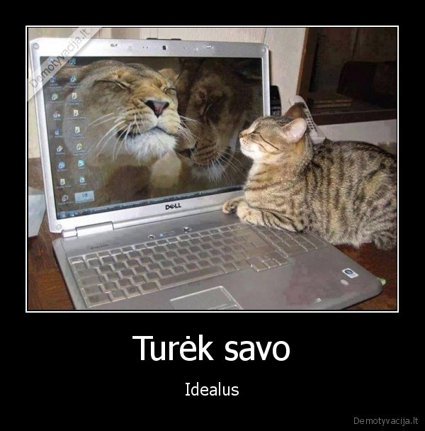 liutas,katinas,mielas, katinas