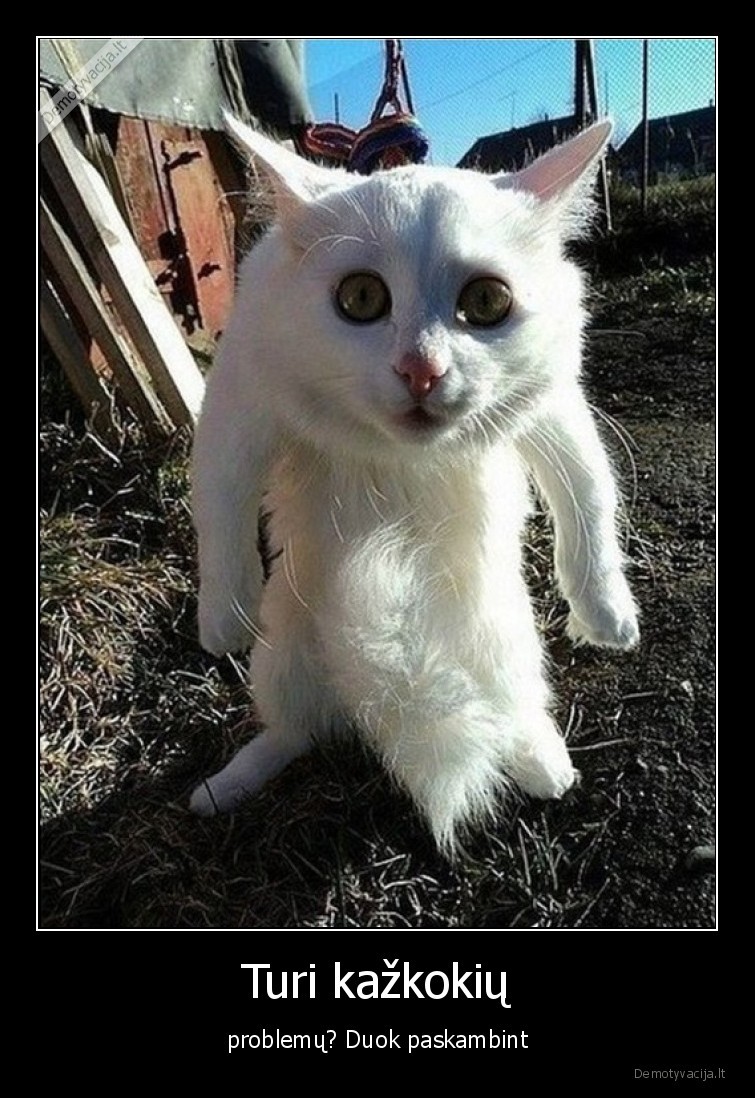 marozas,katinas,problemos,paskambint