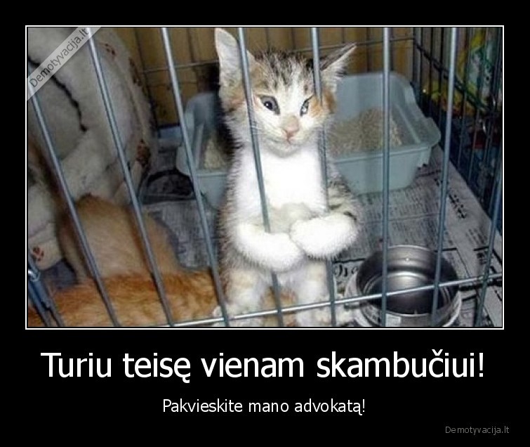 katinas,advokatas,skambutis,kalejimas