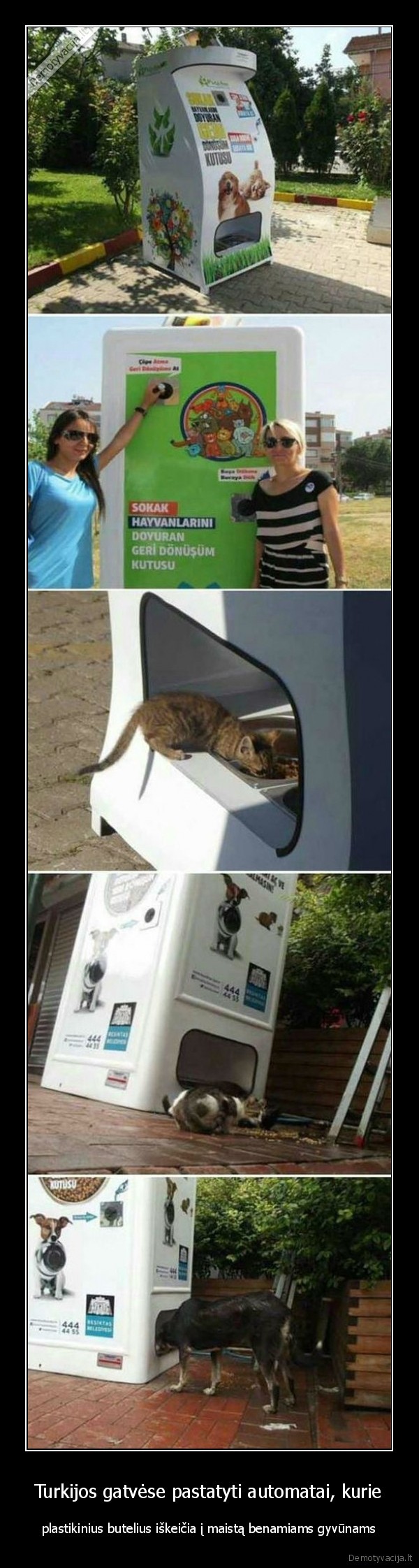 benamiai, gyvunai,kaciukai,suniukai