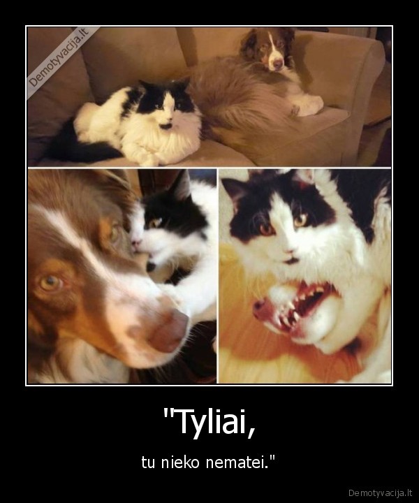 suo,kate,katinas,kova