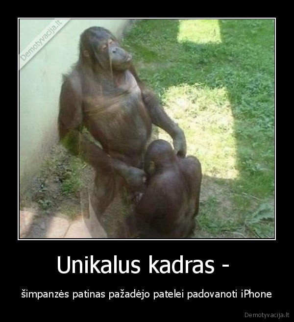 iphone,simpanze