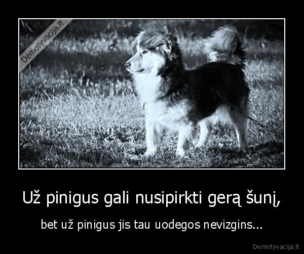 Už pinigus gali nusipirkti gerą šunį,