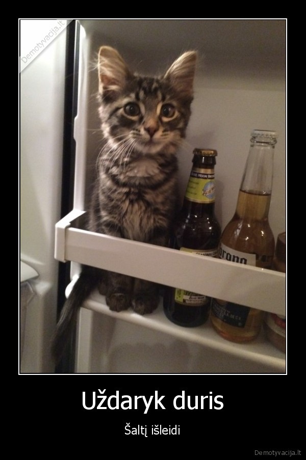 katinas, saldytuve,saldytuvas,alus