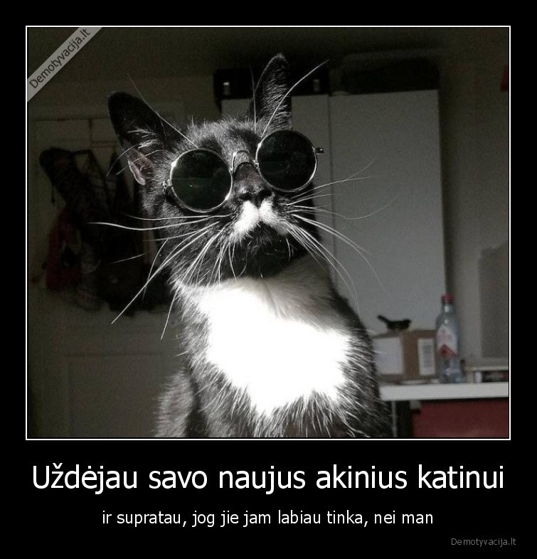 katinas,augintiniai,akiniai,labiau,tinka
