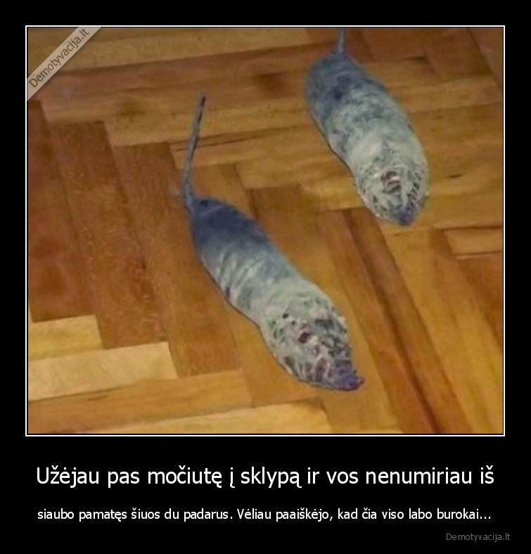 burokai,ziurkes,kaimas