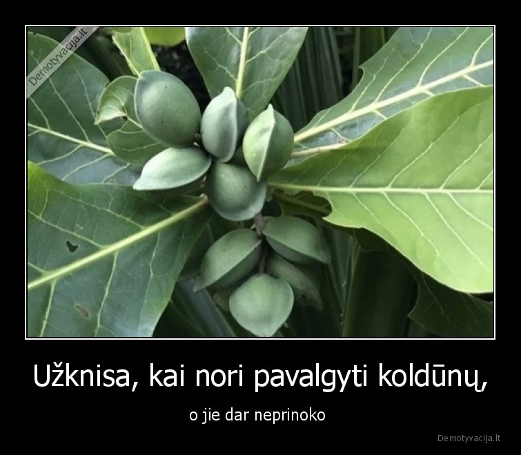 koldunai,neprinoke,uzknisa
