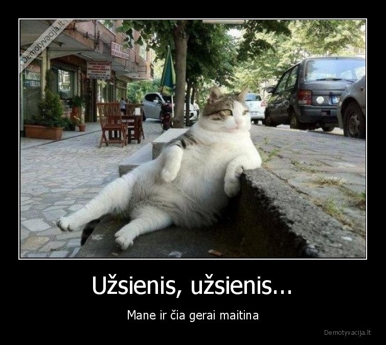 katinas,gerai,maitina,uzsienis