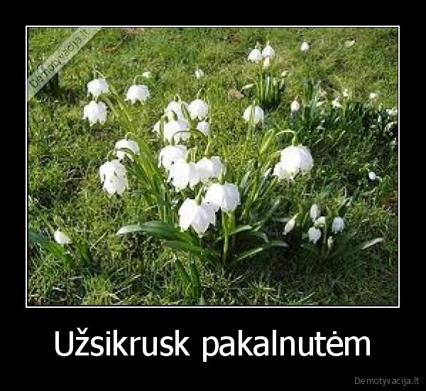 Užsikrusk pakalnutėm