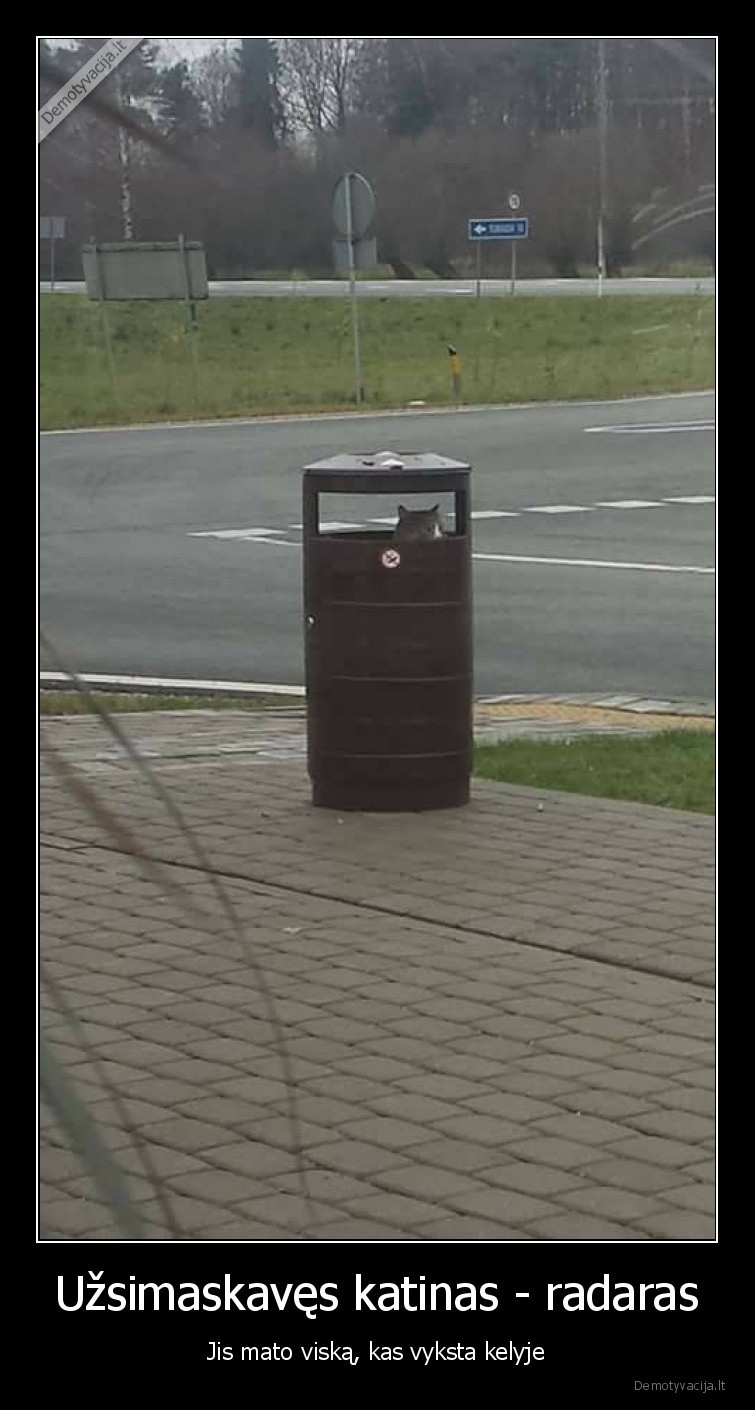 katinas,radaras,uzsimaskaves,kelyja,mato, viska