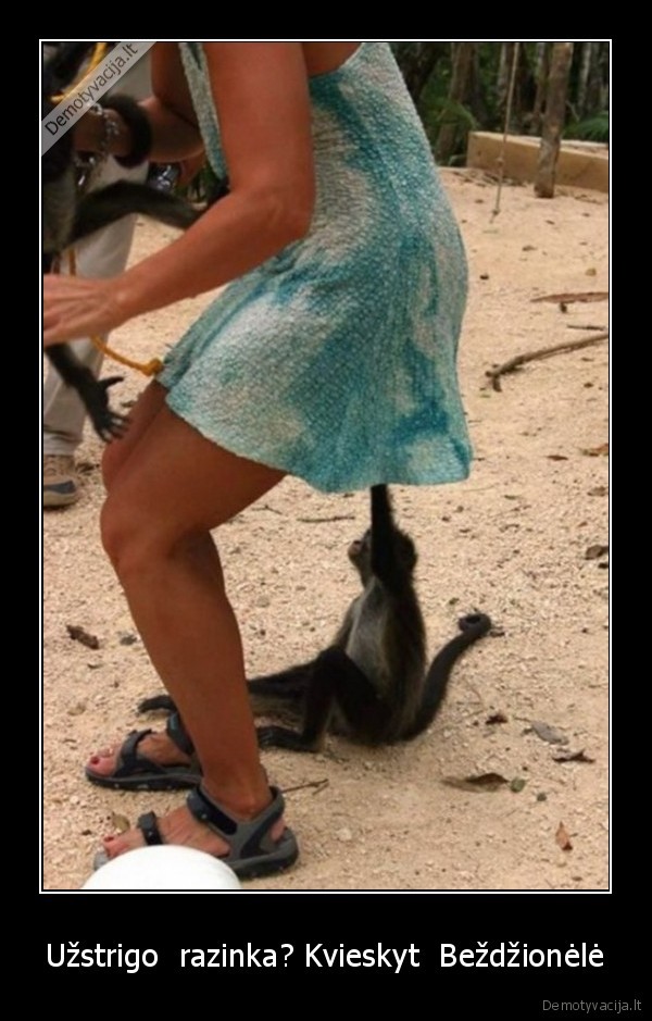 Užstrigo  razinka? Kvieskyt  Beždžionėlė