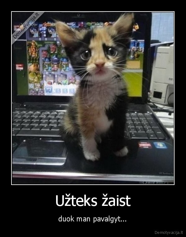 katinas,zaidimai,nolaiferiai