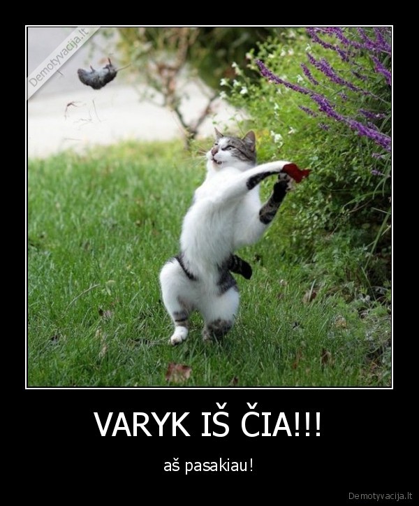 juokingi, kates, gyvunai