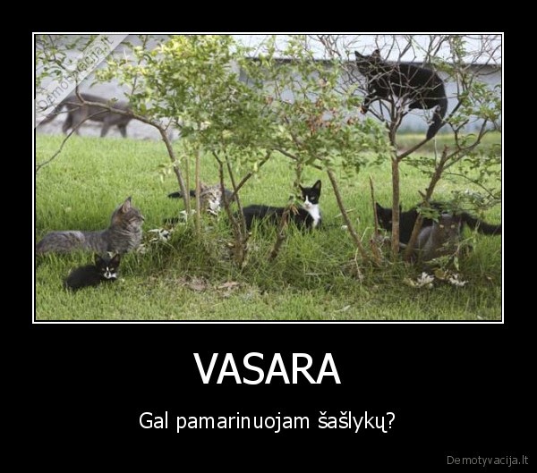 kates,saslykai,kepam,katiena